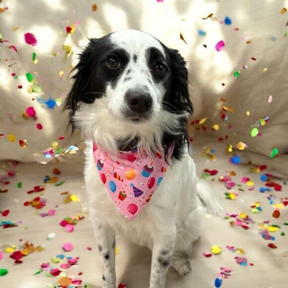 2 FOR $10 Pink Dog Birthday Bandana - Picture 2 of 6